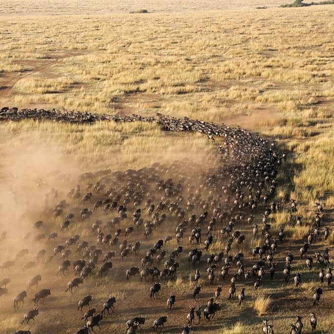 Great Migration Kenya Aerial Small